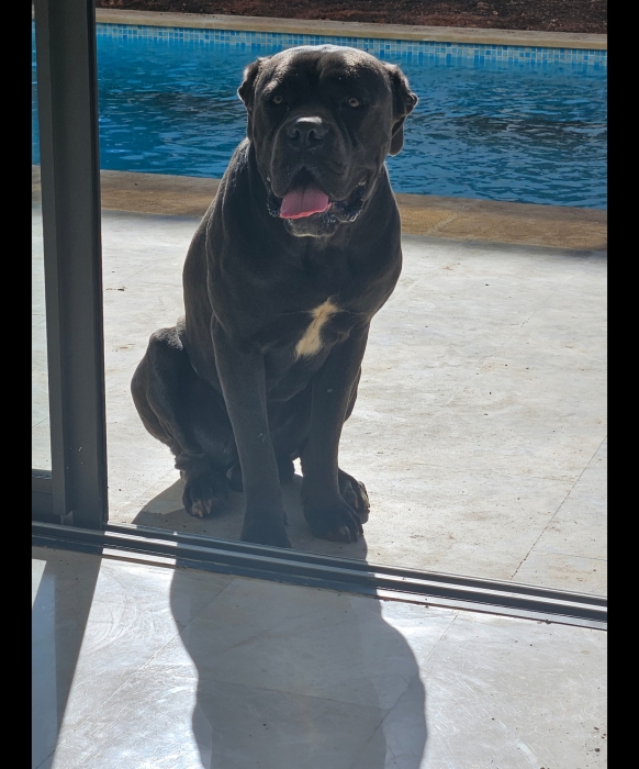 Cane Corso 27 mois