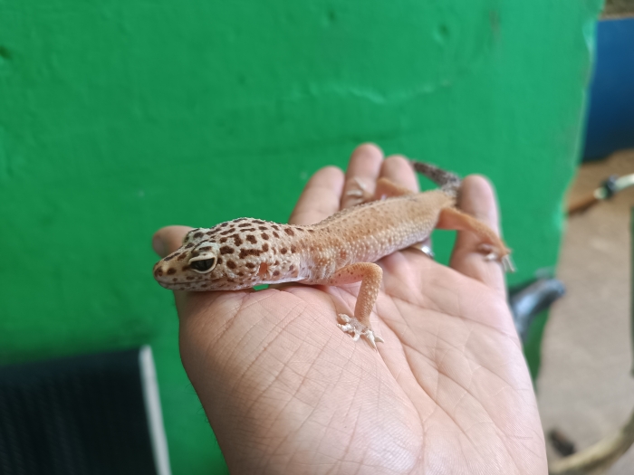 gecko leopard lizard