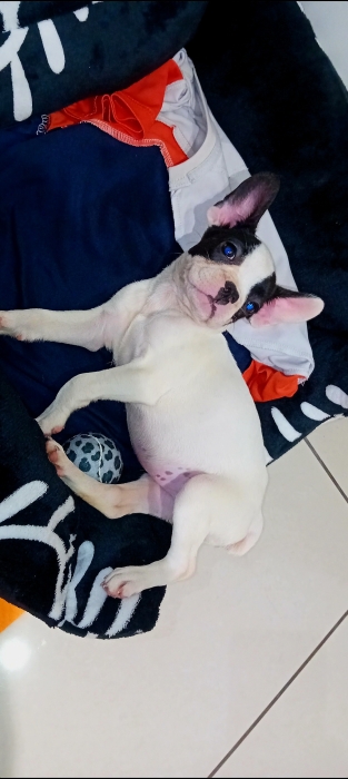 Chiot bouledogue français