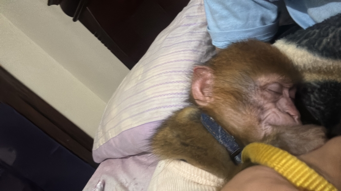 Singe