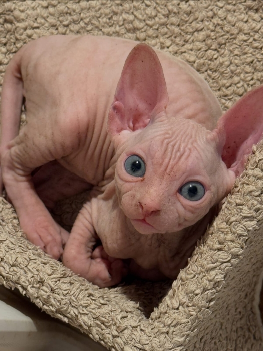 Sphynx canadien chaton