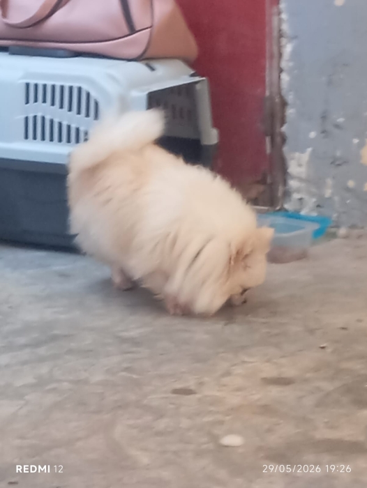 Super femelle spitz loulou nain Poméranie
