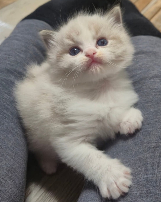 Ragdoll kitten