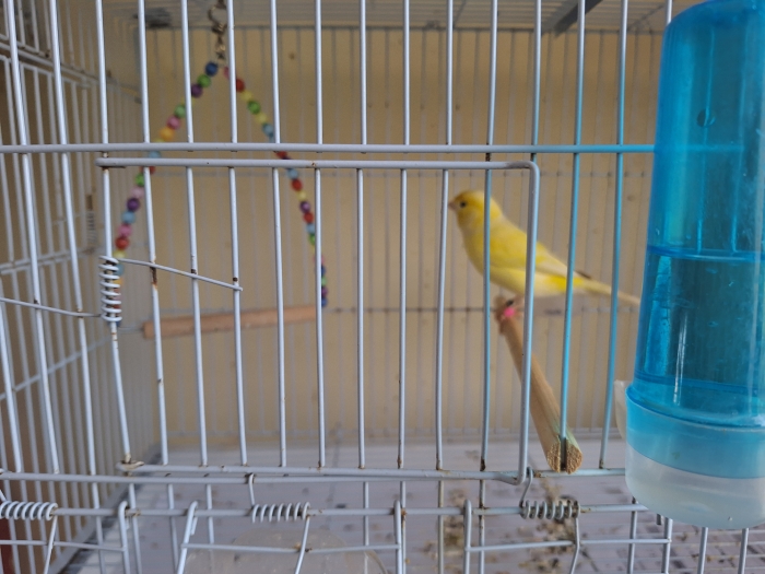 Couple canari male recessif femelle satinée jeune bg 25