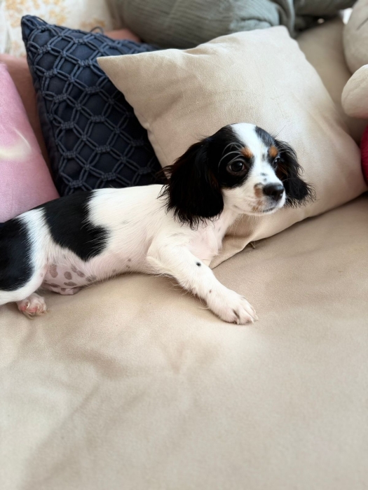 Cavalier king charle