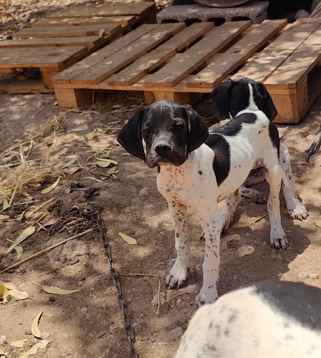 Chien de chasse pointer anglais