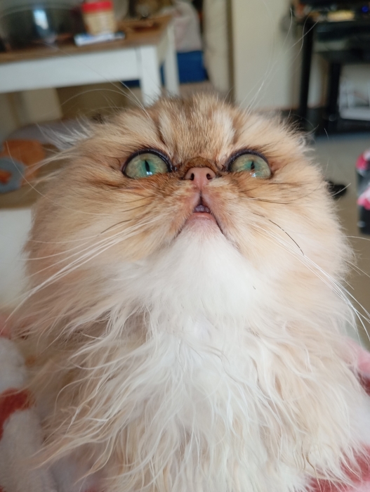 Chatons persan chinchila