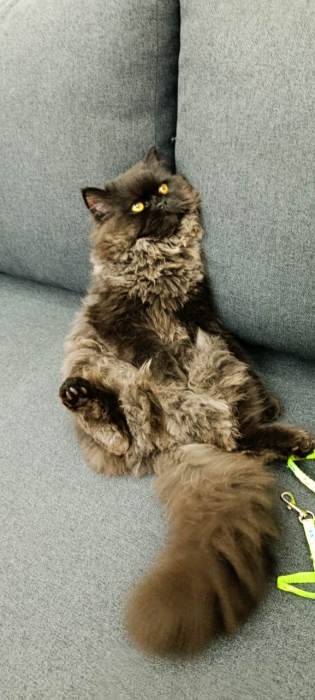 Chat male persan race black moon