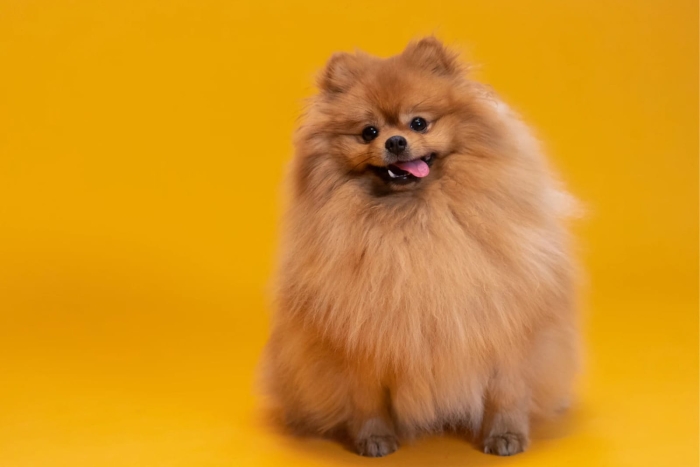 chien chihuahua poil long