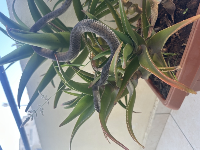Serpent domestique
