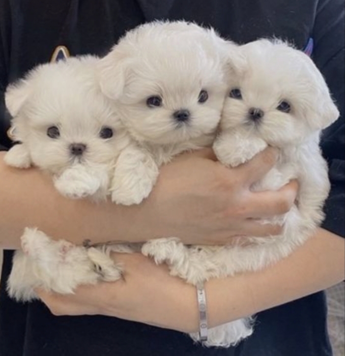Chiots bichon maltais