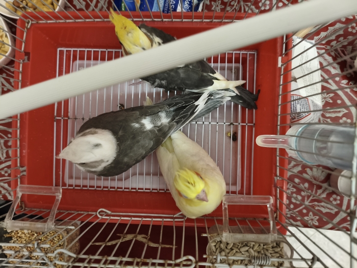 Bébés Callopsites pour dressage