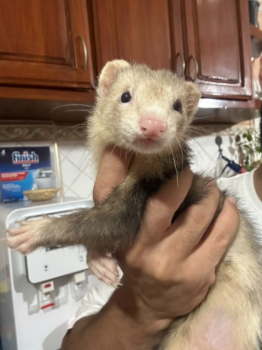 furet domestique