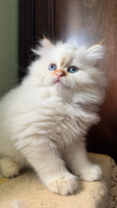 Chatton Persan Male