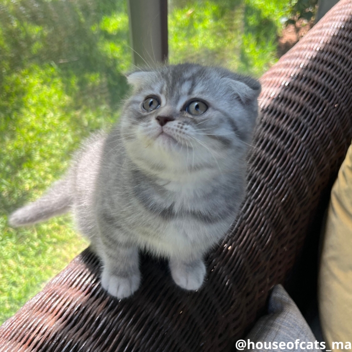 Scottish fold