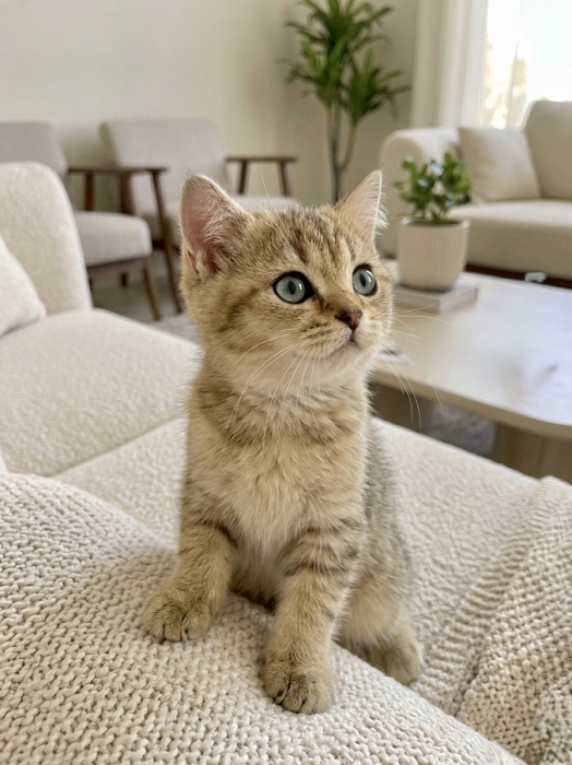 chaton Scottish straight Pure Race