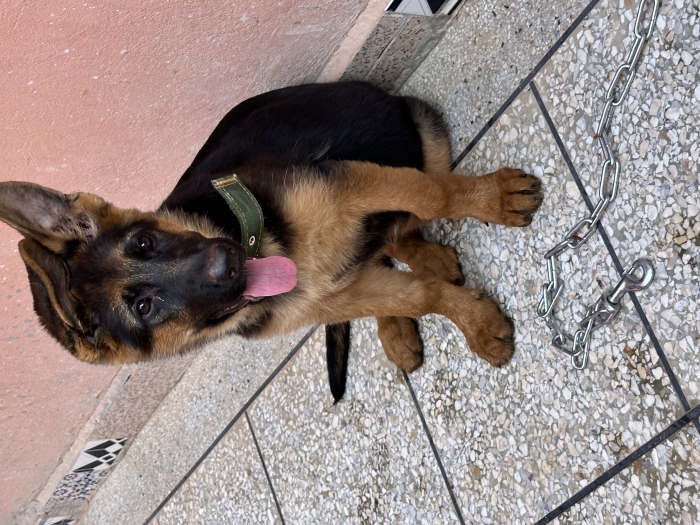 Une femelle chiot Berger Allemand