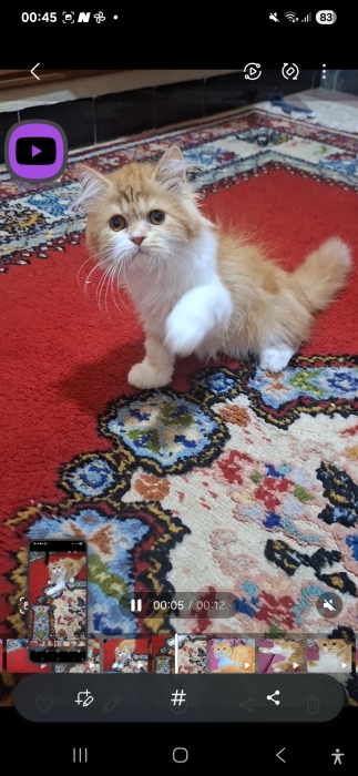 Chatton persan mon face