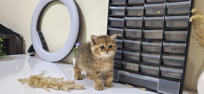 British shorthair male Golden tabby
