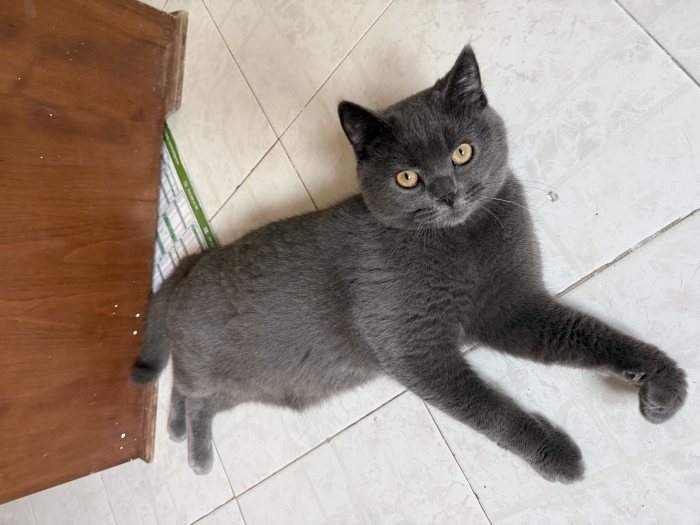 Chat Scottish Straight femelle – 7 mois – Très calme