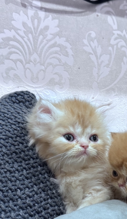 Chat persian