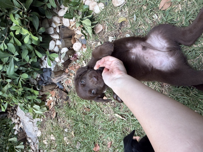 Labrador marron yeux verts