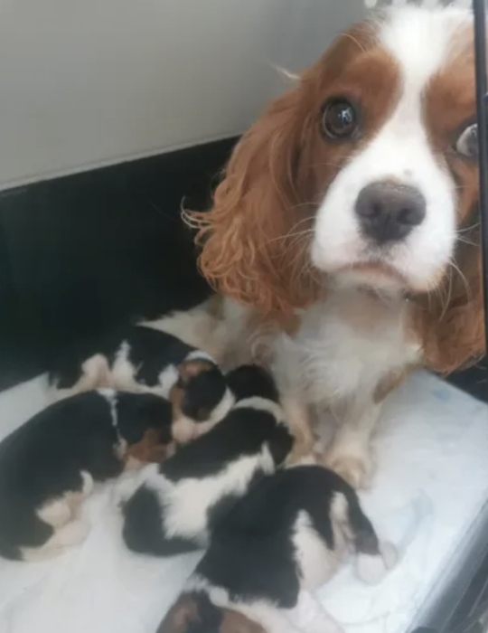 Chiots cavaliers King Charles