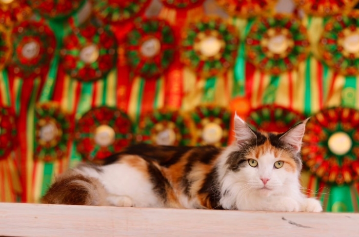 Maine coon pure race