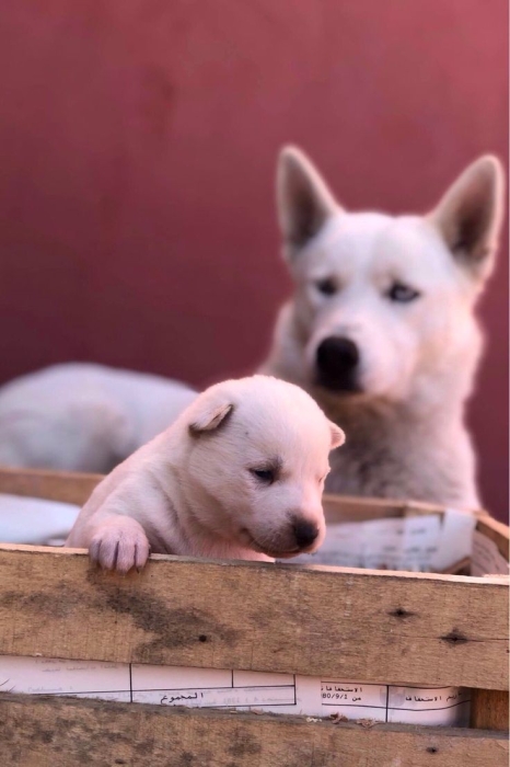 Husky malamute