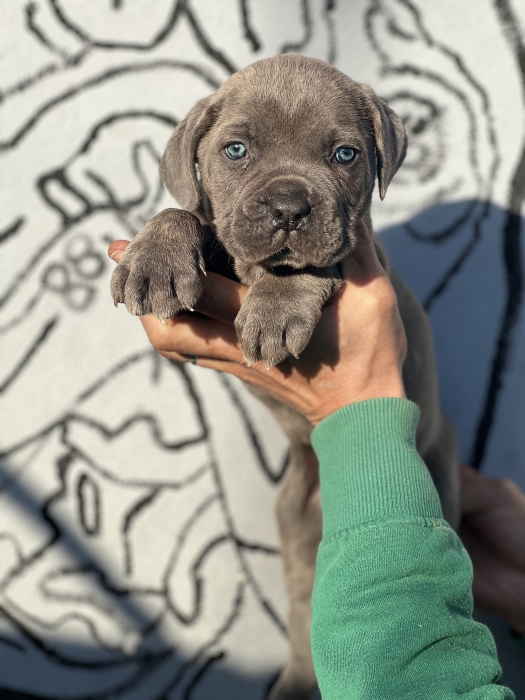 Cane corso bleu yeux bleus