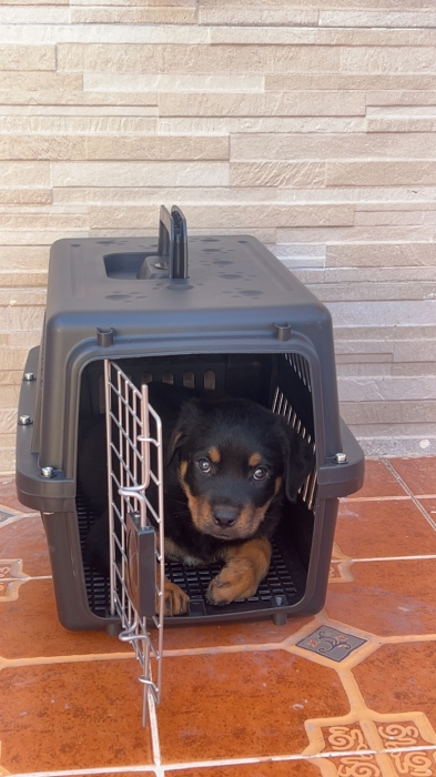 Rottweiler chiot 2 mois avec carnet