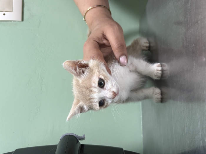 Adoption