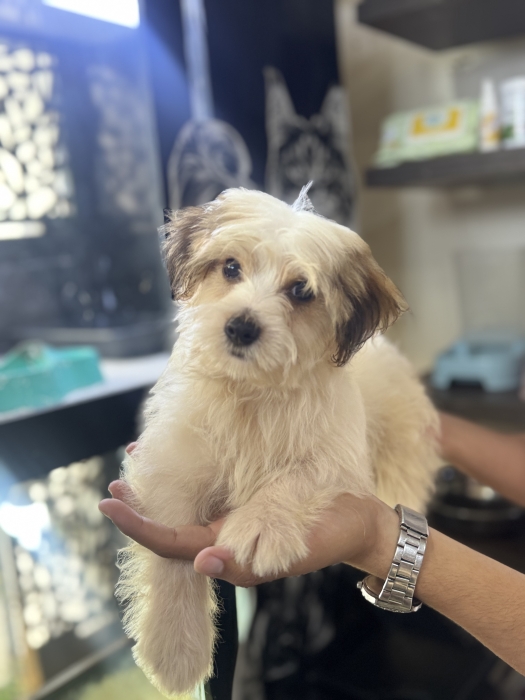 Bichon