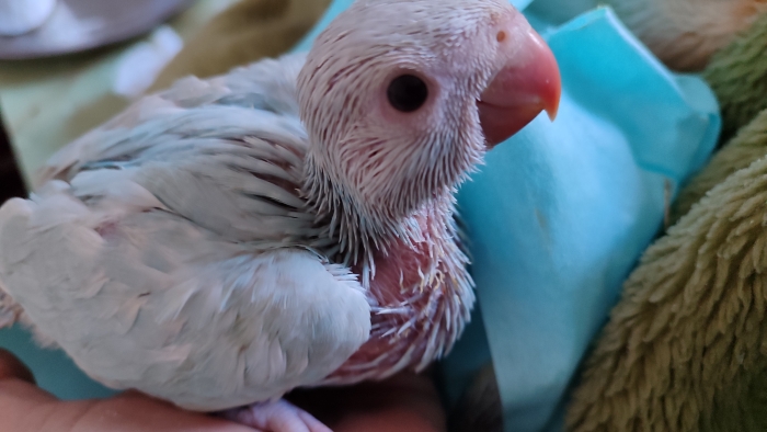 Bébé perruches acollier mutations