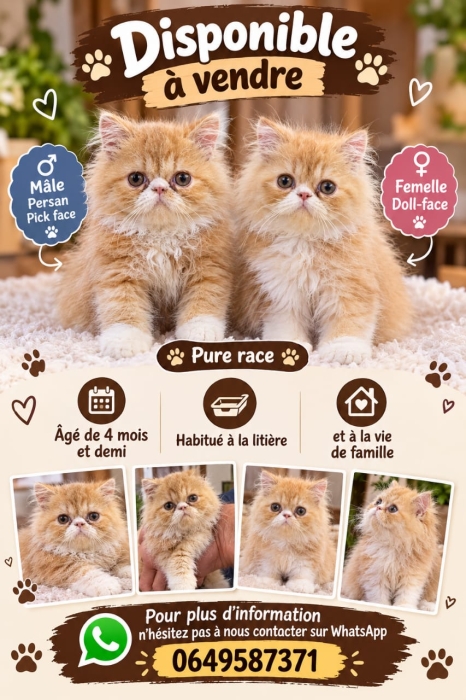 Chaton persan pure race