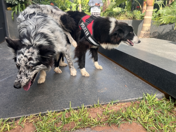 Boder collie