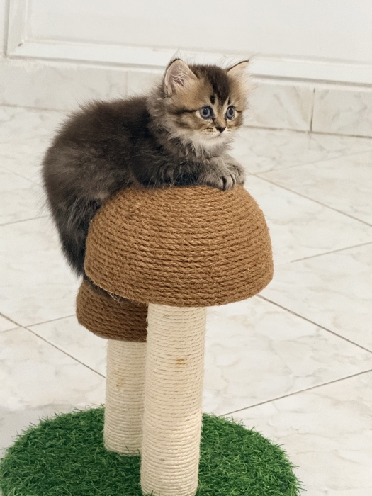 British longhair femelle