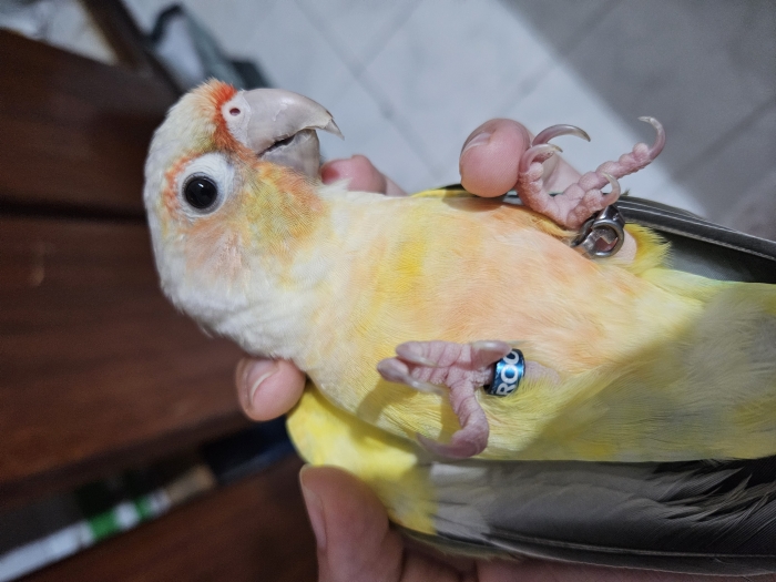 Conure molina mooncheek dressé