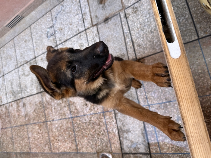 Une femelle chiot Berger Allemand