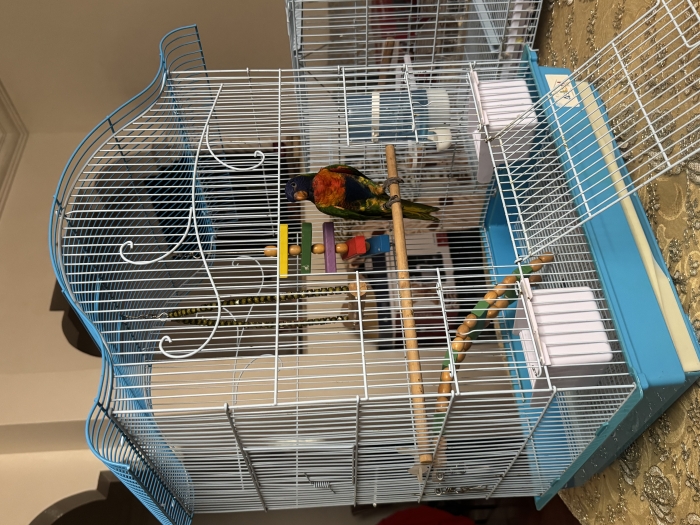 Lori