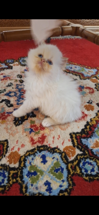 Chat persan himalaya
