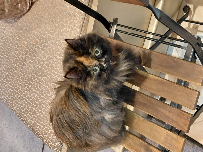 Chat femelle persan,  a céder pour depart