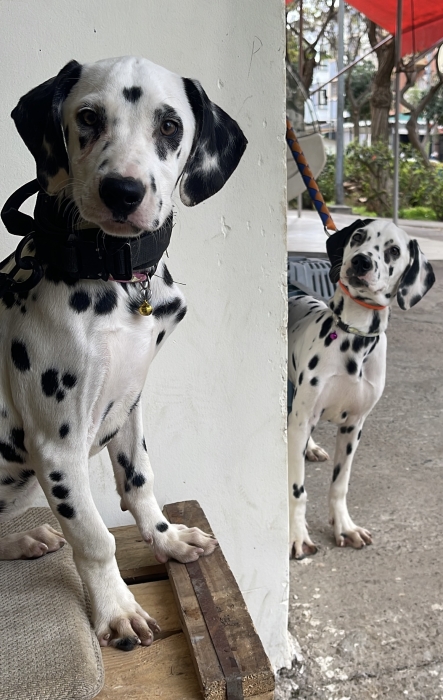 Dalmatien