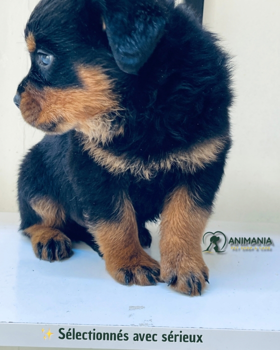 Rottweiler