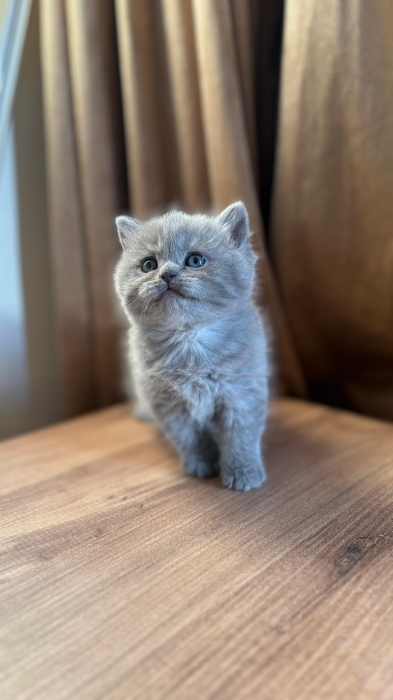 British & Scottish Fold