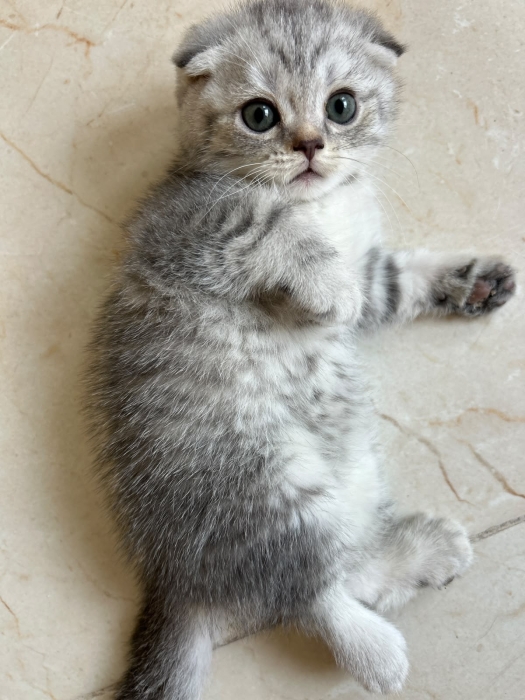 Chaton Scottish Fold à vendre