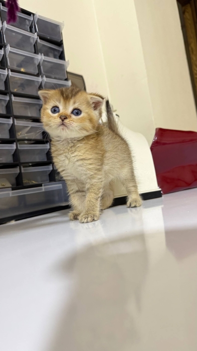 Scottish fold male Golden ny22