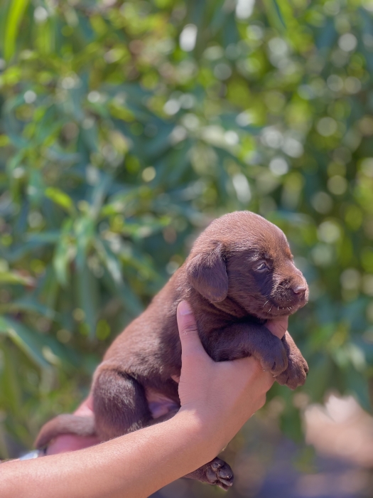 Labrador chocolate