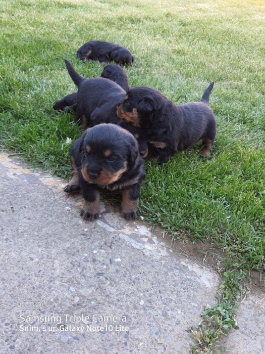 Magnifique portée de  Rottweiler pedigree