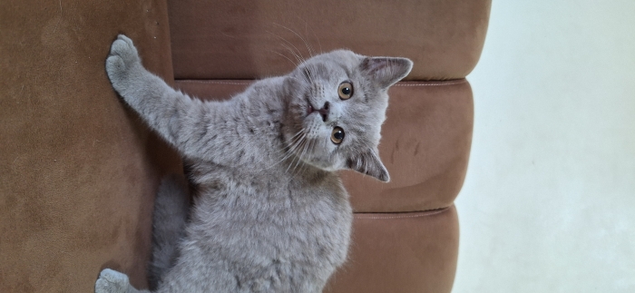 Scottish fold & british shorthair